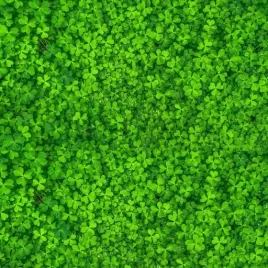 mikrokoniczyna-koniczyna-drobnolistna-nasiona-500g