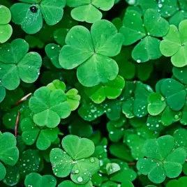 mikrokoniczyna-drobnolistna-koniczyna-trawa-nasiona-100-m-05kg