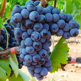 winorosl-medina-vitis-w-doniczkach-p9-wysokosc-40-60-cm