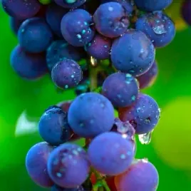 winorosl-zilga-vitis-w-doniczkach-p9-wysokosc-40-60-cm
