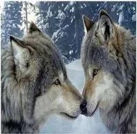 diamentowa-mozaika-dwa-wilki-zimowy-las-no-1008519