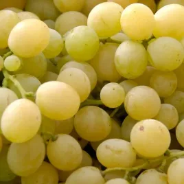 winorosl-perla-zali-vitis-w-p11-wysokosc-40-60-cm