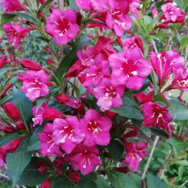 krzewuszka-cudowna-bristol-ruby-weigela-w-doniczkach-p9-20-30-cm
