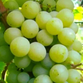 winorosl-tp-25-vitis-w-doniczkach-p11-wysokosc-50-70-cm