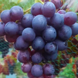 winorosl-alden-vitis-w-doniczkach-p9-wysokosc-20-30-cm
