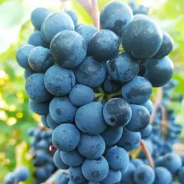 winorosl-rondo-vitis-w-doniczkach-p11-wysokosc-30-50-cm