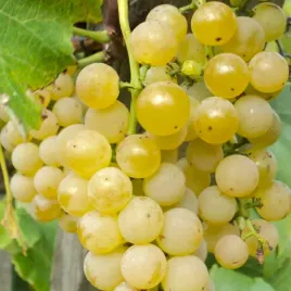 winorosl-adalmiina-vitis-w-doniczkach-p11-wysokosc-60-80-cm