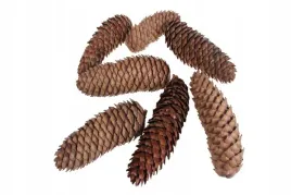 szyszki-swierkowe-duze-naturalne-10-szt
