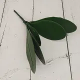 lisc-do-storczyka-stan-nowy