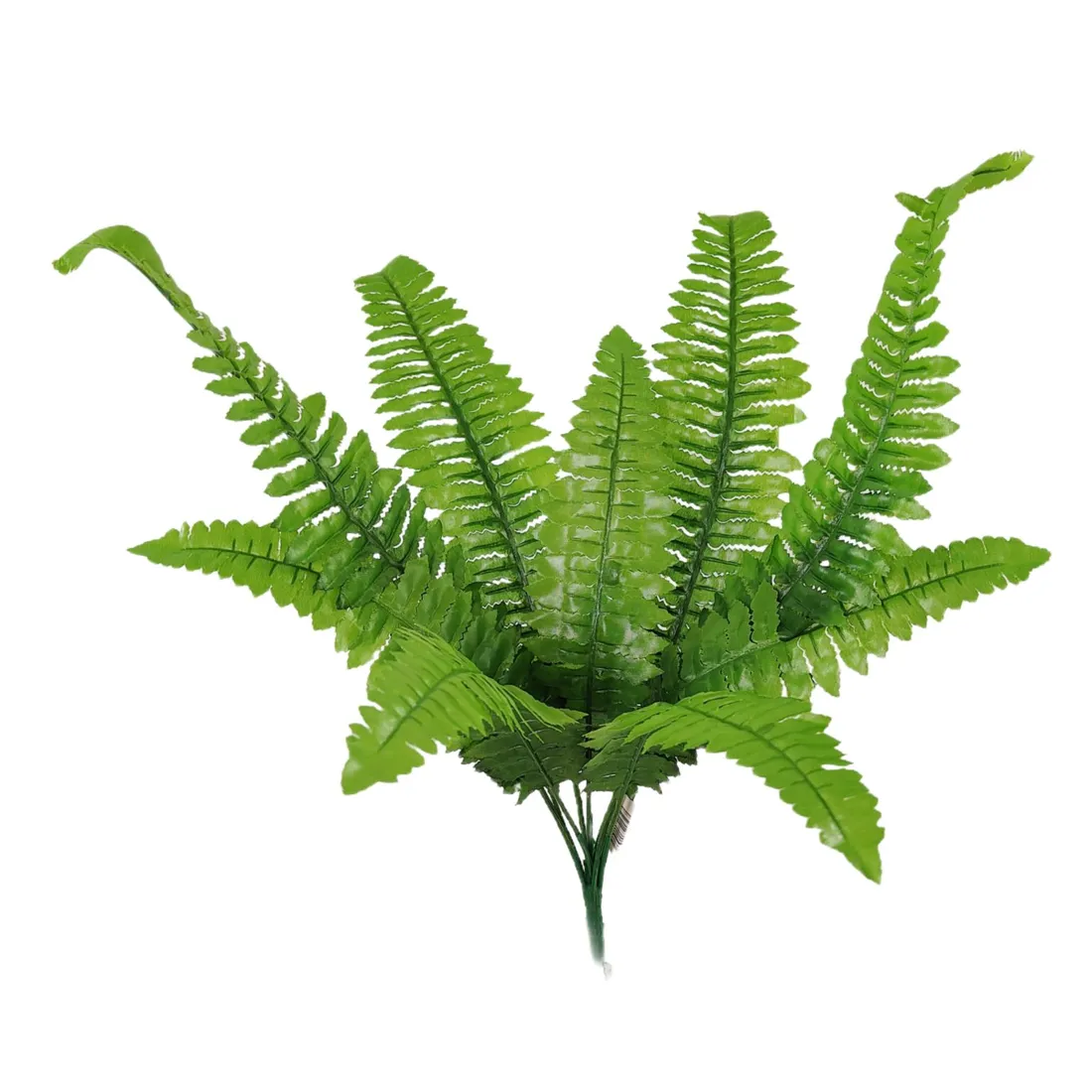 bukiet-paprotka-x-9-stan-nowy