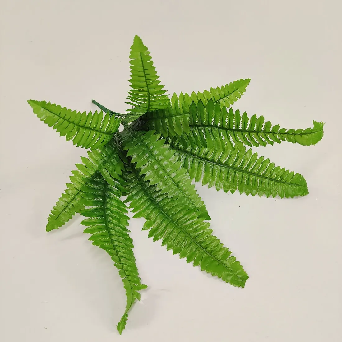 bukiet-paprotka-x-9-stan-nowy