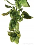 exo-terra-plastic-plant-medium-amapallo-do-terrarium