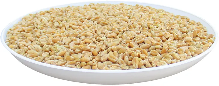 pszenica-paszowa-20-kg-stan-nowy-kod-produktu-3986