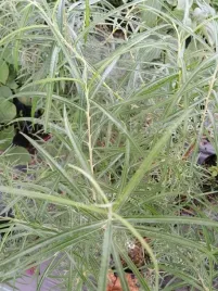 wierzba-rokita-rosmarnifolia-puszysty-dywan