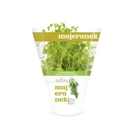 majeranek-doniczka-baziolka-1-szt