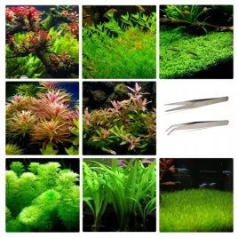 zestaw-latwych-roslin-do-akwarium-peseta-gratis