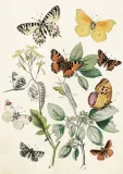 karnet-st368-b6-koperta-motyle-stan-nowy