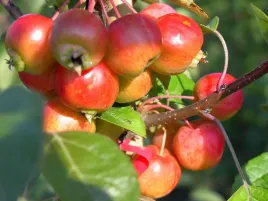 jablon-ozdobna-everest-odporna-na-mroz-sadzonki-130-150-cm