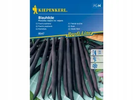 fioletowa-fasola-pnaca-tyczna-nasiona-kiepenkerl-odmiana-blauhilde