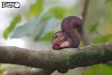 wiewiorka-eugy-eko-ukladanka-puzzle-3d-szerokosc-produktu-0-cm