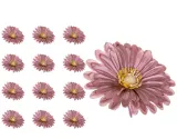 gerbera-glowka-cappuccino-x12