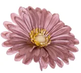 gerbera-glowka-cappuccino-x12