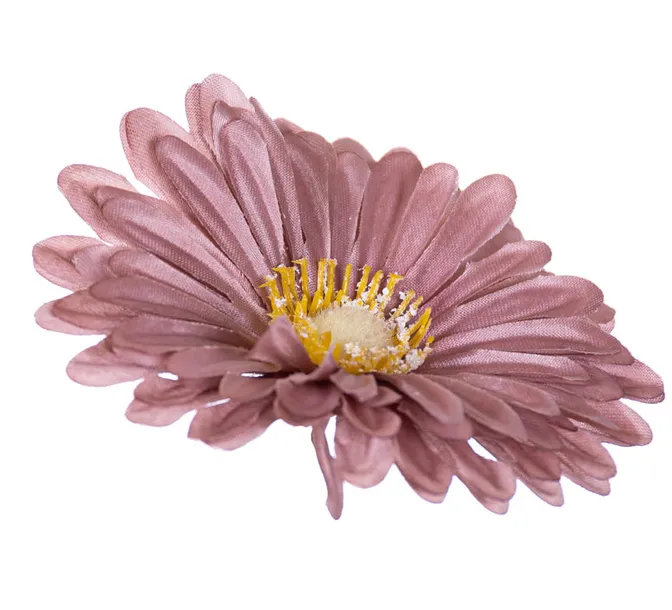 gerbera-glowka-cappuccino-x12
