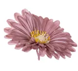 gerbera-glowka-cappuccino-x12