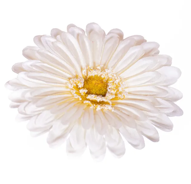 gerbera-glowka-kremowa
