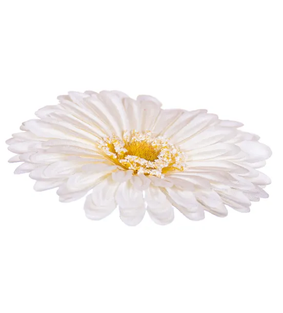gerbera-glowka-kremowa