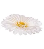 gerbera-glowka-kremowa