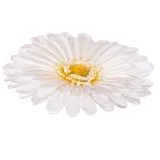 gerbera-glowka-kremowa