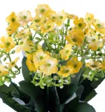 kalanchoe-zolte-bukiet