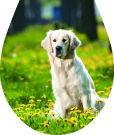 naklejka-3d-na-deske-sedesowa-klozetowa-pies-golden-retriver-laka-z-psem