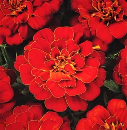 aksamitka-champion-czerwona-nasiona-kwiatow-roslin-ozdobnych