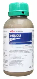 sequoia-05-l
