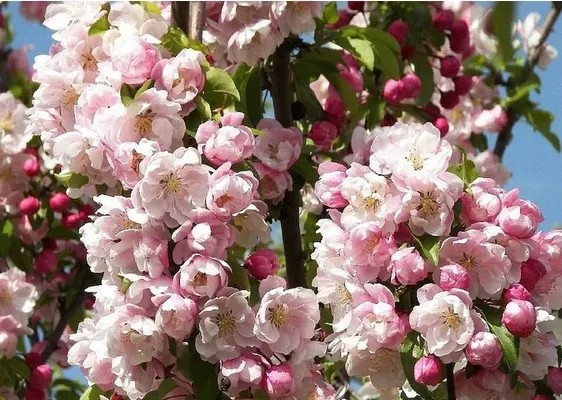 jablon-ozdobna-everest-odporna-na-mroz-sadzonki-130-150-cm-producent-gospodarstwo-rolne-roman-gutkowski