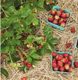 sciolka-podloze-pod-truskawki-warzywa-sloma