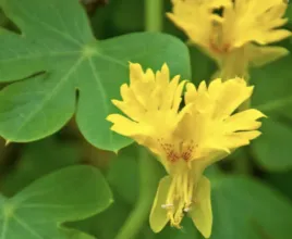 nasturcja-kanaryjska-zolta-kanarkowe-kwiaty-nasiona-kwiatow-rosliny-ozdobne