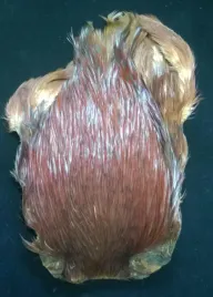 kapka-szyjna-koguta-klasa-top-kolor-greenwell