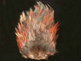 kapka-siodlowa-koguta-kolor-ferance