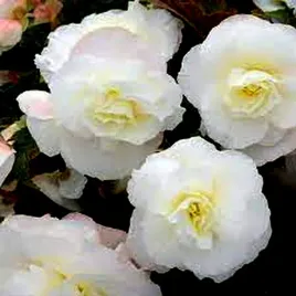 begonia-wielkokwiatowa-fortune-white-f1-juz-wysiane-nasiona