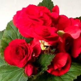 begonia-wielkokwiatowa-fortune-dark-rose-f1-juz-wysiane-nasiona