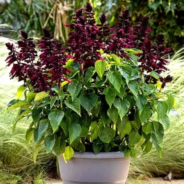 szalwia-blyszczaca-fioletowa-violet-juz-wysiane-nasiona