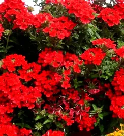 werbena-czerwona-red-juz-wysiane-nasiona