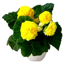 begonia-wielkokwiatowa-fortune-yellow-f1-juz-wysiane-nasiona