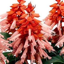 szalwia-blyszczaca-lososiowa-salmon-juz-wysiane-nasiona