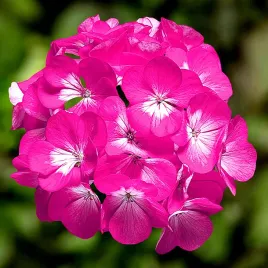 pelargonia-ringo-rose-f1-juz-wysiane-nasiona