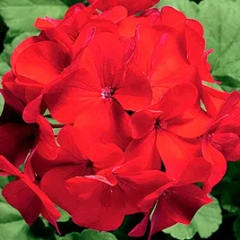 pelargonia-ringo-cardinal-f1-juz-wysiane-nasiona