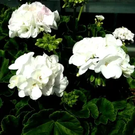 pelargonia-ringo-white-f1-juz-wysiane-nasiona